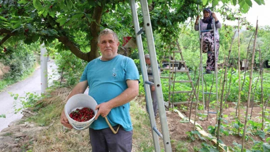 Aydın Dağları'nda erkenci kirazda hasat başladı