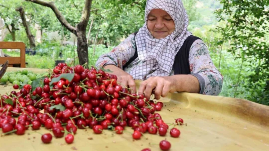 Aydın Dağları'nda erkenci kirazda hasat başladı