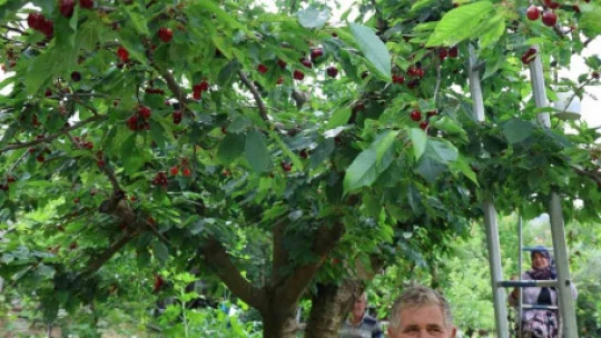 Aydın Dağları'nda erkenci kirazda hasat başladı