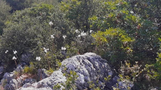 Aydın dağlarında akzambaklar çiçek açtı
