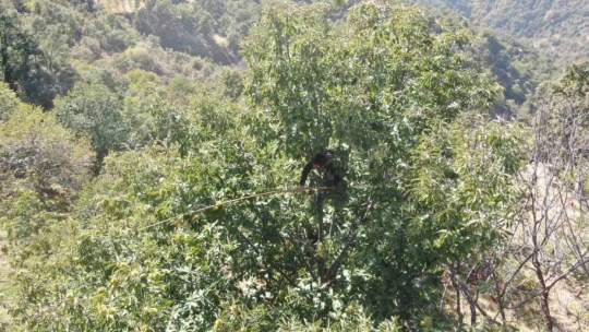 Aydın dağlarında kestane hasadı telaşı başladı
