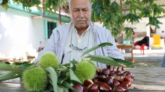 Aydın dağlarında kestane hasadı telaşı başladı
