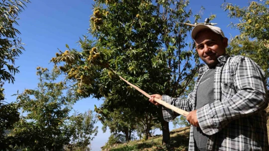 Aydın dağlarında kestane hasadı telaşı başladı