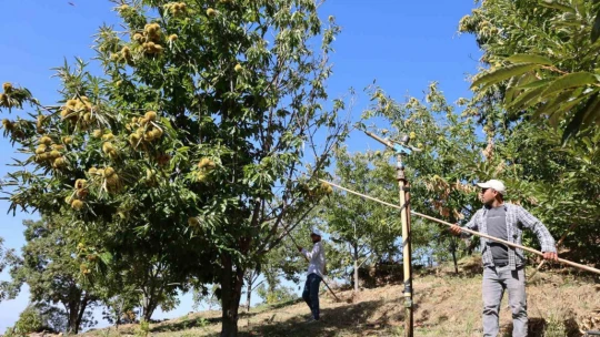 Aydın dağlarında kestane hasadı telaşı başladı