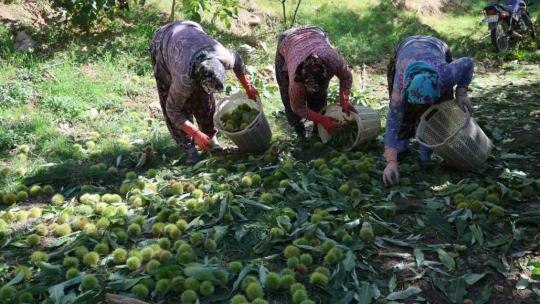 Aydın dağlarında kestane hasadı telaşı başladı