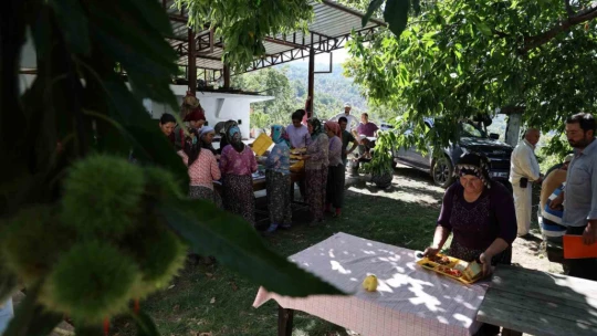 Aydın dağlarında kestane hasadı telaşı başladı