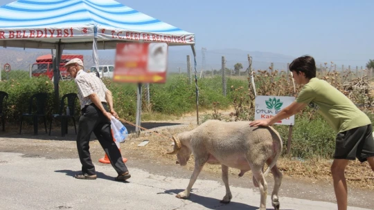Aydın'daki hayvan pazarında bu yıl durgunluk yaşanıyor