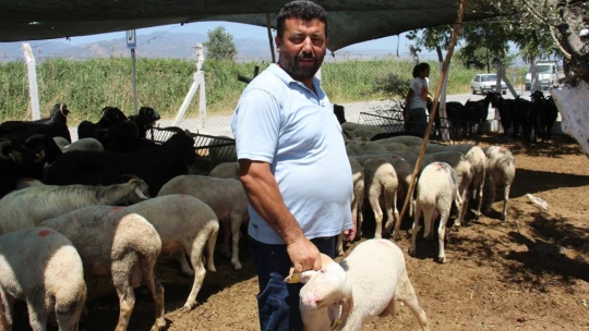Aydın'daki hayvan pazarında bu yıl durgunluk yaşanıyor