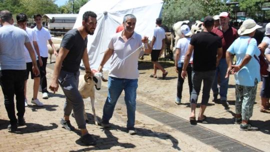 Aydın'daki hayvan pazarında bu yıl durgunluk yaşanıyor