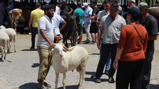 Aydın'daki hayvan pazarında bu yıl durgunluk yaşanıyor