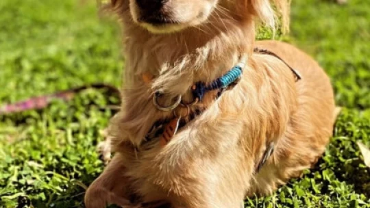 Aydın'daki köpek eğitmeni mağdurlarının sayısı artmaya başladı