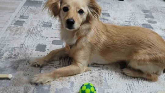 Aydın'daki köpek eğitmeni mağdurlarının sayısı artmaya başladı