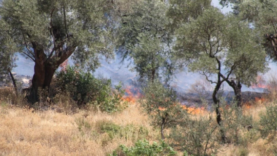 Aydın'daki yangına müdahale sürüyor