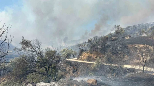 Aydın Efeler'de zirai alanda yangın, bazı evlerde hasar oluştu