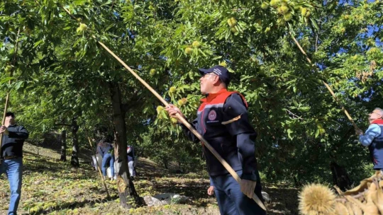 Aydın İl Tarım Müdürü Altıntaş: 'Aydın kestane üretiminde birinci sırada yer alıyor'