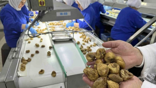 Aydın'ın milli meyvesi kuru incirde 4 aylık ihracat rakamı 194 milyona ulaştı
