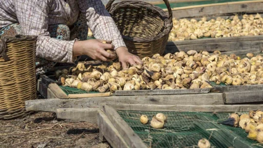 Aydın'ın milli meyvesi kuru incirde 4 aylık ihracat rakamı 194 milyona ulaştı