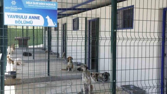 Aydın'ın modern Evcil Hayvan Bakım ve Rehabilitasyon Merkezi tüm ihtiyaçlara yanıt veriyor