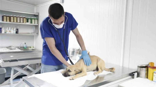 Aydın'ın modern Evcil Hayvan Bakım ve Rehabilitasyon Merkezi tüm ihtiyaçlara yanıt veriyor