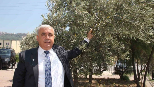 Aydın'ın önemli ürünlerinden sofralık zeytin, ihracatta 200 milyon dolara koşuyor
