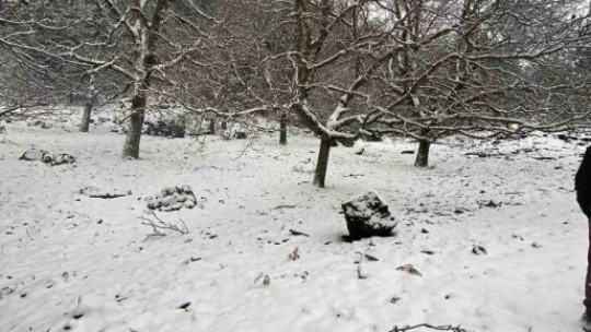 Aydın'ın Paşa Yaylası beyaza büründü, vatandaşlar akın etti