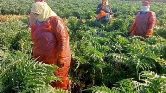 Aydın'ın sembol ürünü enginarların gelişimi kontrol edildi