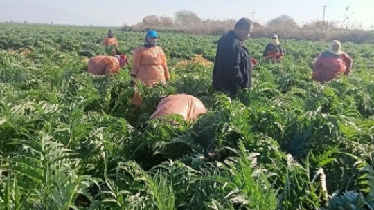 Aydın'ın sembol ürünü enginarların gelişimi kontrol edildi