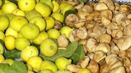 Aydın incirinde 'ilekleme' aralıksız sürüyor