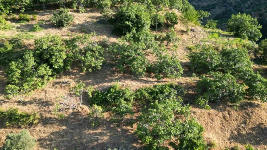 Aydın incirinde 'ilekleme' aralıksız sürüyor