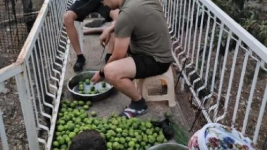 Aydın incirinde 'ilekleme' aralıksız sürüyor