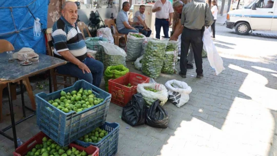 Aydın incirinde 'ilekleme' sezonu başladı