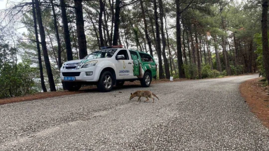 Aydın jandarmasından Milli Park'ta çevre bilinci seferberliği