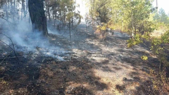 Aydın Kuyucak'taki orman yangını kontrol altına alındı