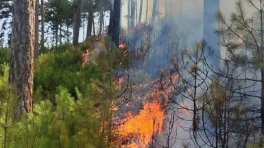 Aydın Kuyucak'taki orman yangını kontrol altına alındı