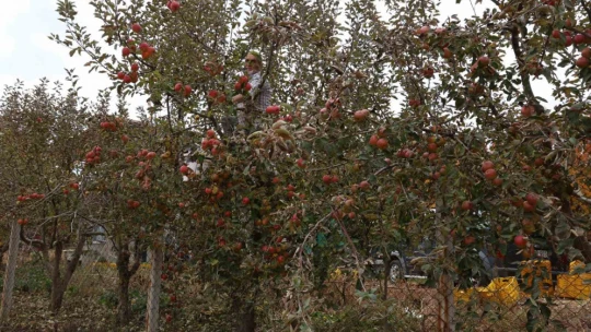 Aydın ve İzmir Yayları'nda elma hasadı tamamlandı