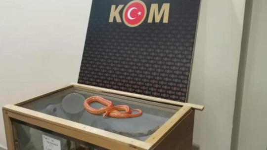 Aydın'da Mısır yılanı ele geçirildi