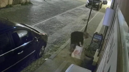 Aydınlı esnafın çiçek hırsızlarıyla başı dertte