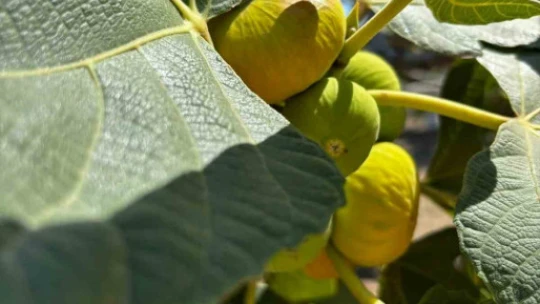 AYTO'dan Aydın inciri için 'Coğrafi İşaret' denetimi