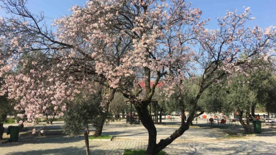 Bademler çiçek açtı arılar çalışmaya başladı