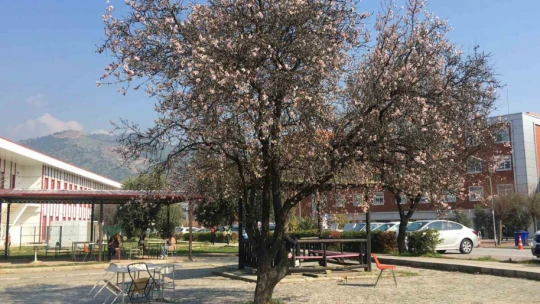 Bademler çiçek açtı arılar çalışmaya başladı
