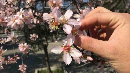 Bademler çiçek açtı arılar çalışmaya başladı