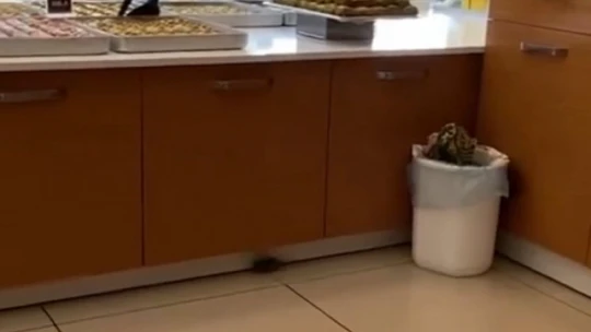 Baklavacıdaki fare görüntüsü mide bulandırdı