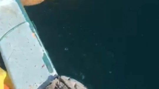Balıkçının dikkati 2 carettayı kurtardı
