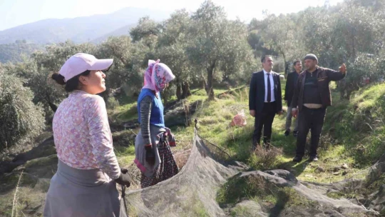 Başkan Arıcı zeytin hasadında üreticiler ve işçiler ile bir araya geldi