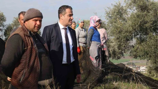Başkan Arıcı zeytin hasadında üreticiler ve işçiler ile bir araya geldi