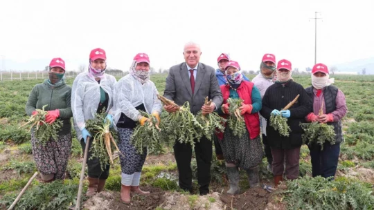 Başkan Atay'dan enginar, kuşkonmaz ve şevketi bostan hasadı