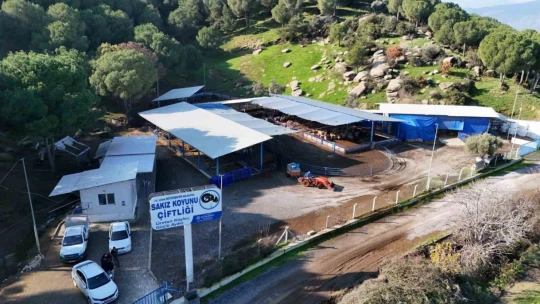 Başkan Çerçioğlu'nun 'Aile Tipi Koyunculuk Projesi' her geçen gün büyüyor