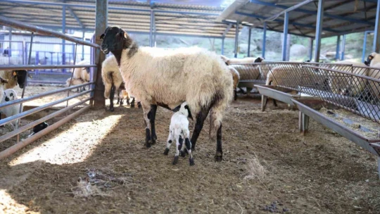 Başkan Çerçioğlu'nun 'Aile Tipi Koyunculuk Projesi' her geçen gün büyüyor