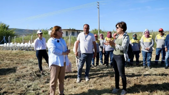 Başkan Gençay, enginar hasadına katıldı