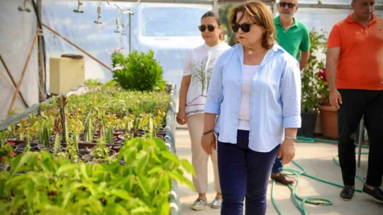 Başkan Gençay, kekik hasadına katıldı